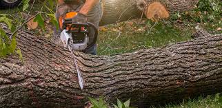 Best Lawn Irrigation Installation and Maintenance  in Shepherdsville, KY