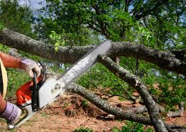 Best Utility Line Clearance  in Shepherdsville, KY
