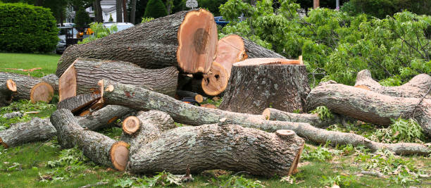 Best Tree Mulching  in Shepherdsville, KY