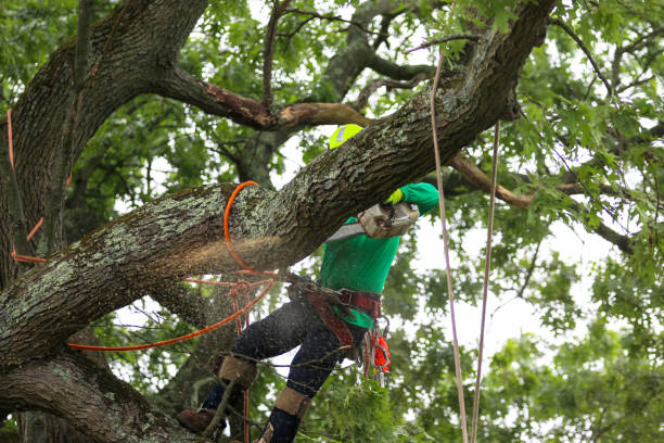 Best Tree Maintenance Programs  in Shepherdsville, KY