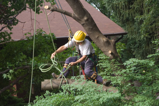 Best Tree Removal  in Shepherdsville, KY