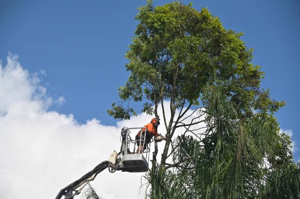 Best Tree Cabling and Bracing  in Shepherdsville, KY