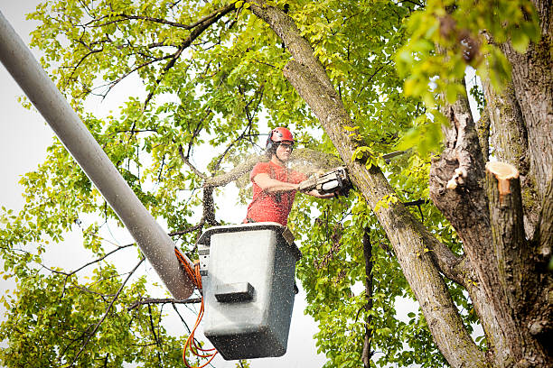 Best Tree and Shrub Care  in Shepherdsville, KY