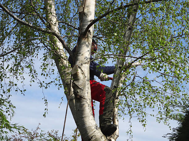 Best Hazardous Tree Removal  in Shepherdsville, KY