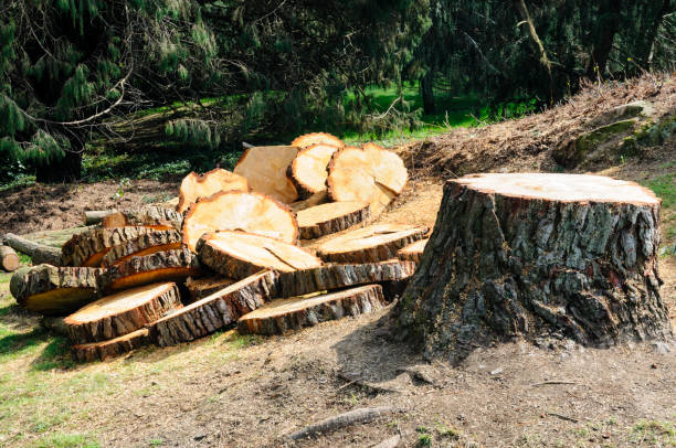 Best Stump Grinding and Removal  in Shepherdsville, KY